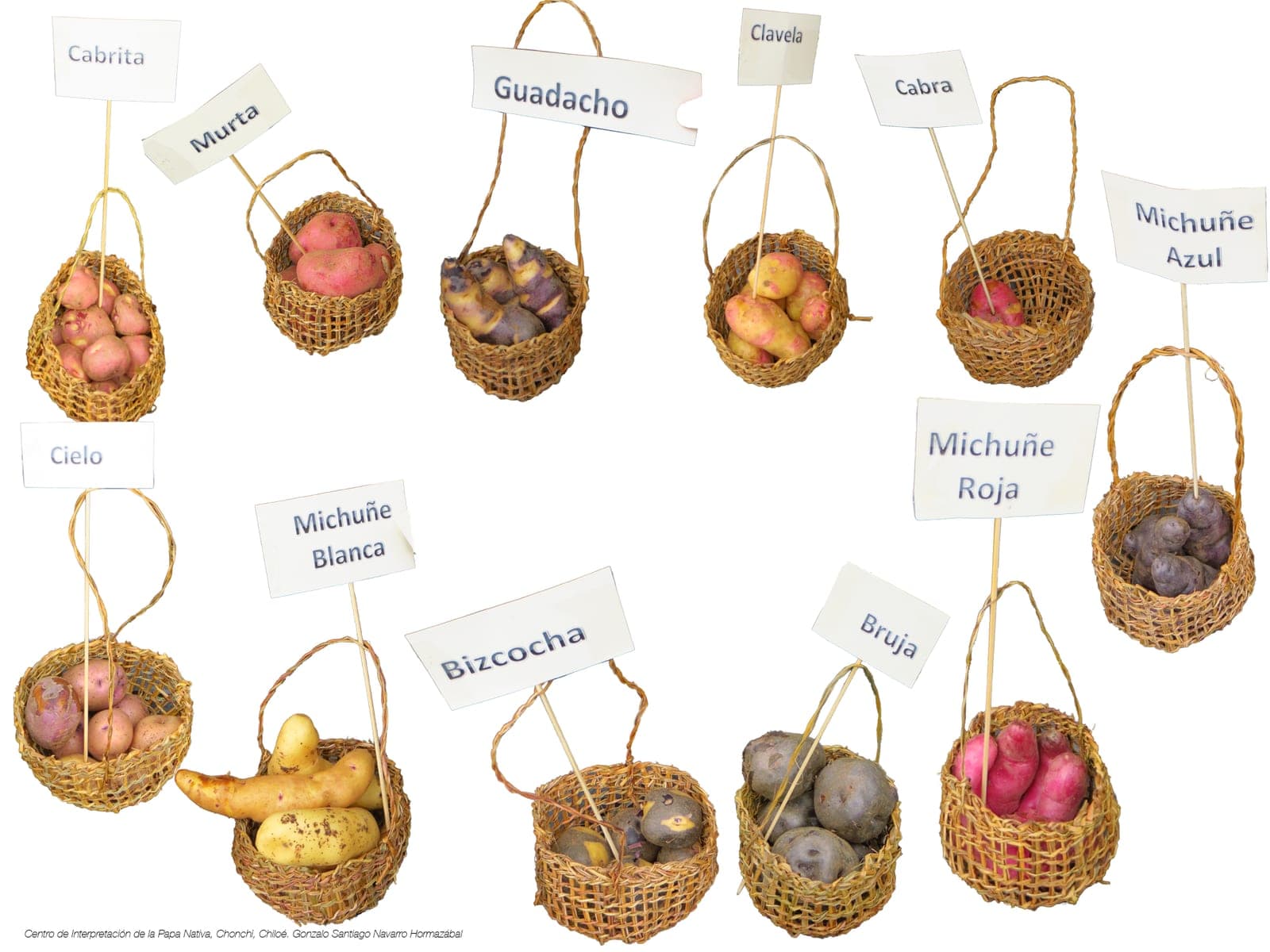 Wicker baskets holding native potatoes of different colors, each labeled with its variety name