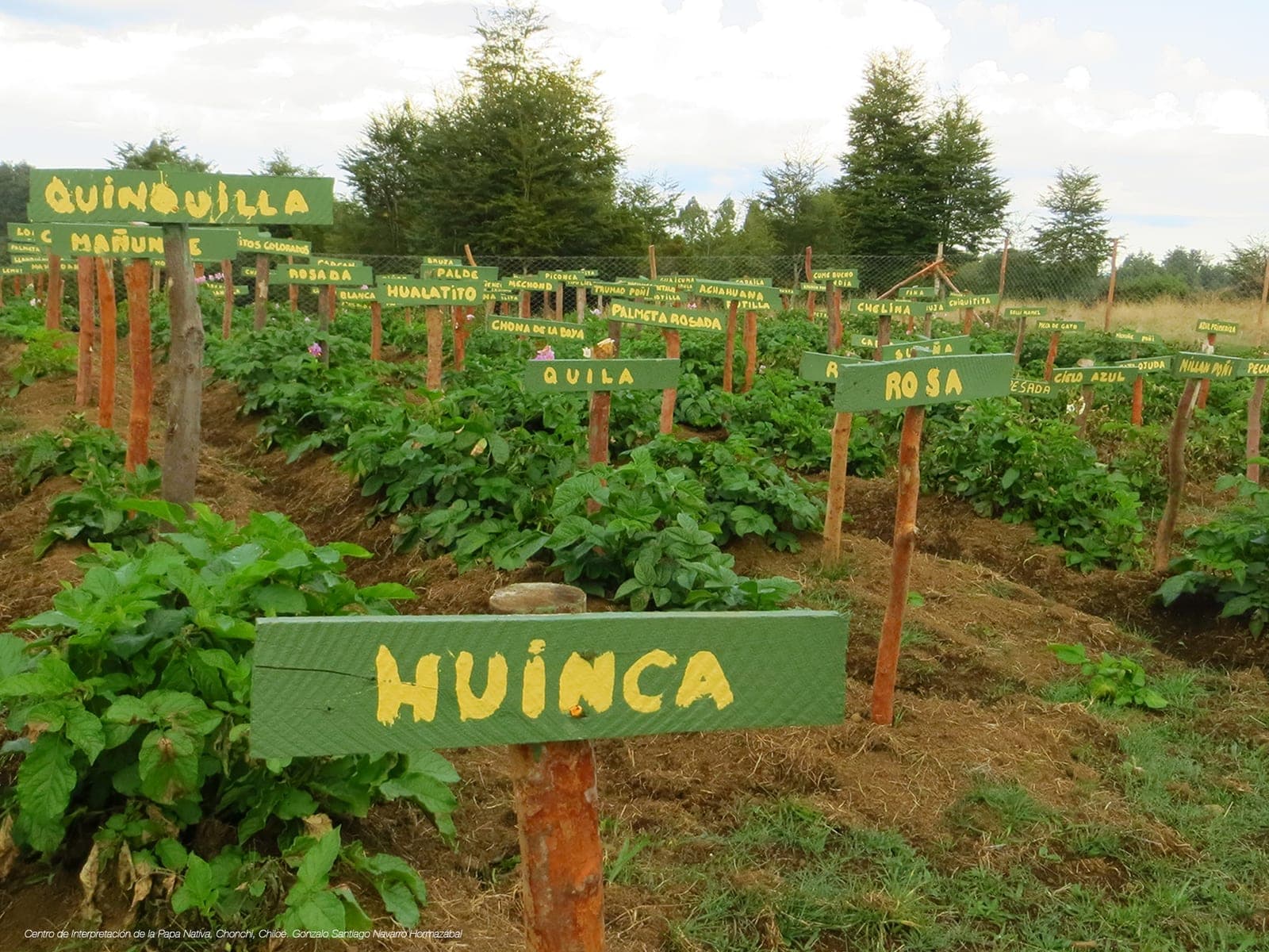 Vegetable garden with rows of native potatoes, each furrow marked with a wooden sign bearing the variety name