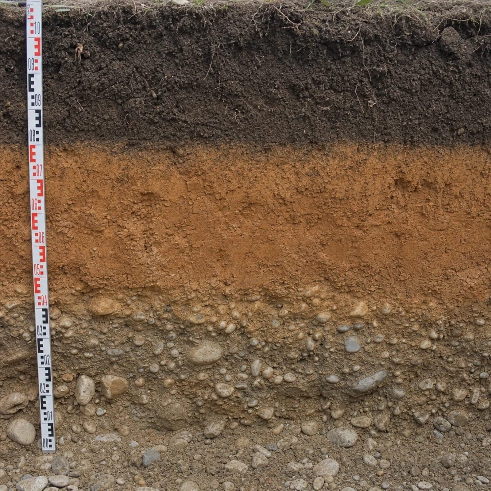 Corte vertical de terreno con tres capas visibles: tierra vegetal oscura arriba, arcilla ocre al medio y gravas abajo, con una mira topográfica apoyada